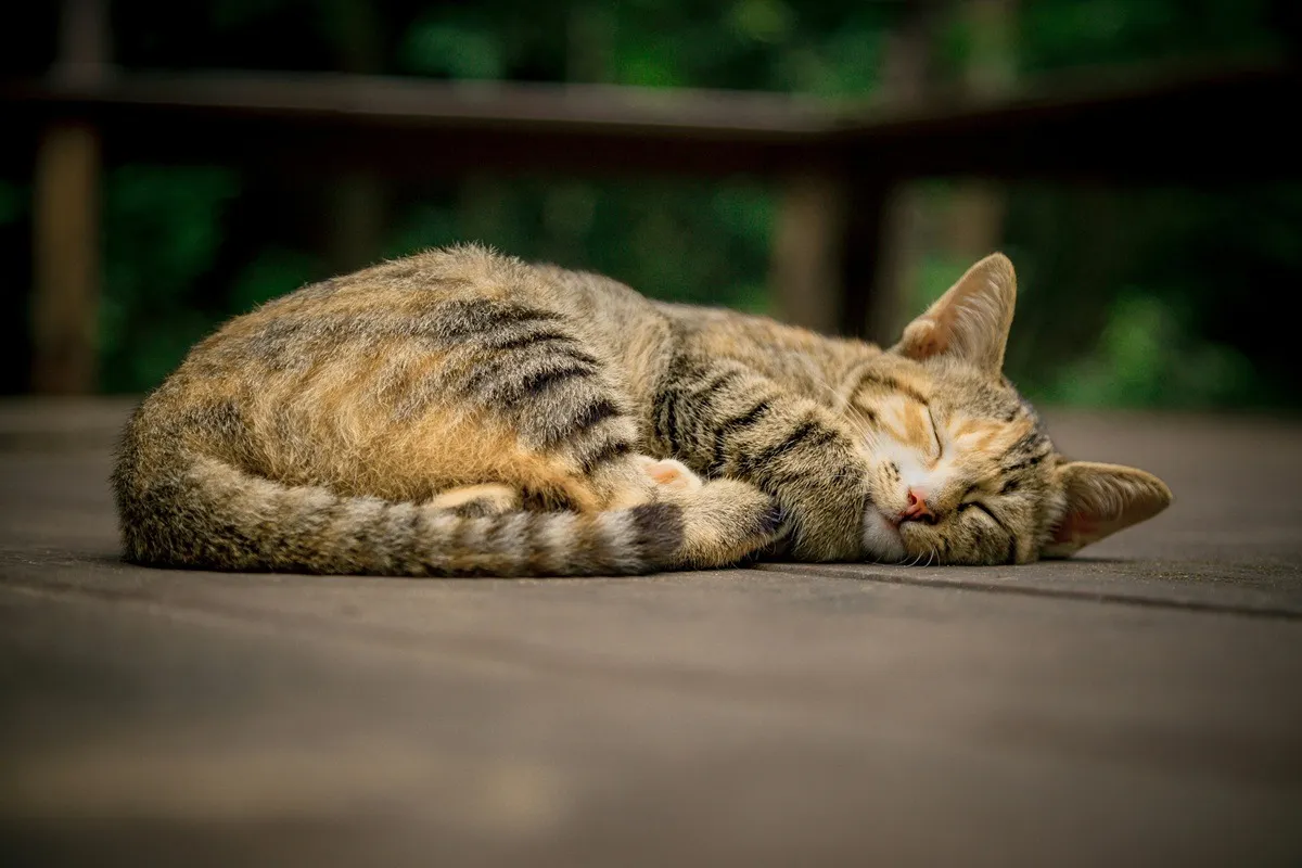 猫柄のネクタイが少ない理由
